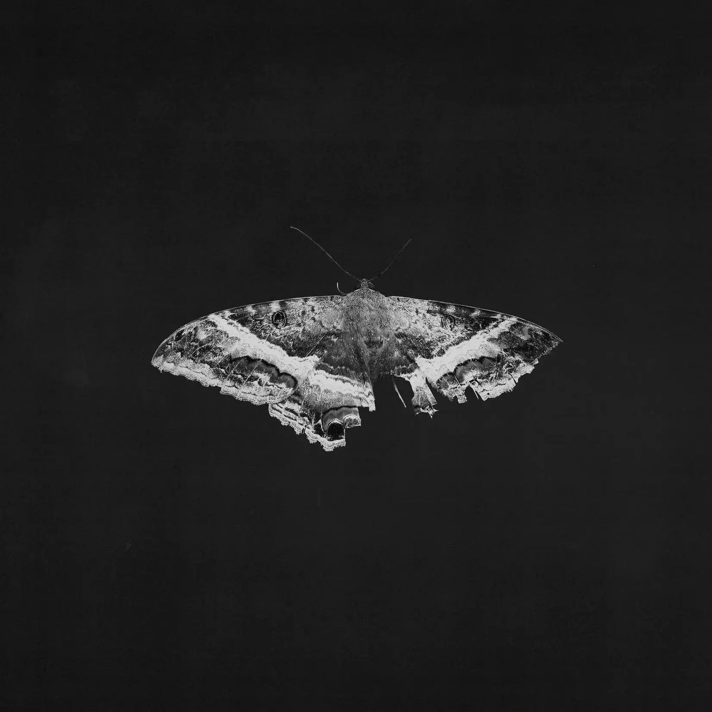 Kendrick Lamar - To Pimp a Butterfly (10th Anniversary Indie Exclusive on 2LP Metallic Vinyl)